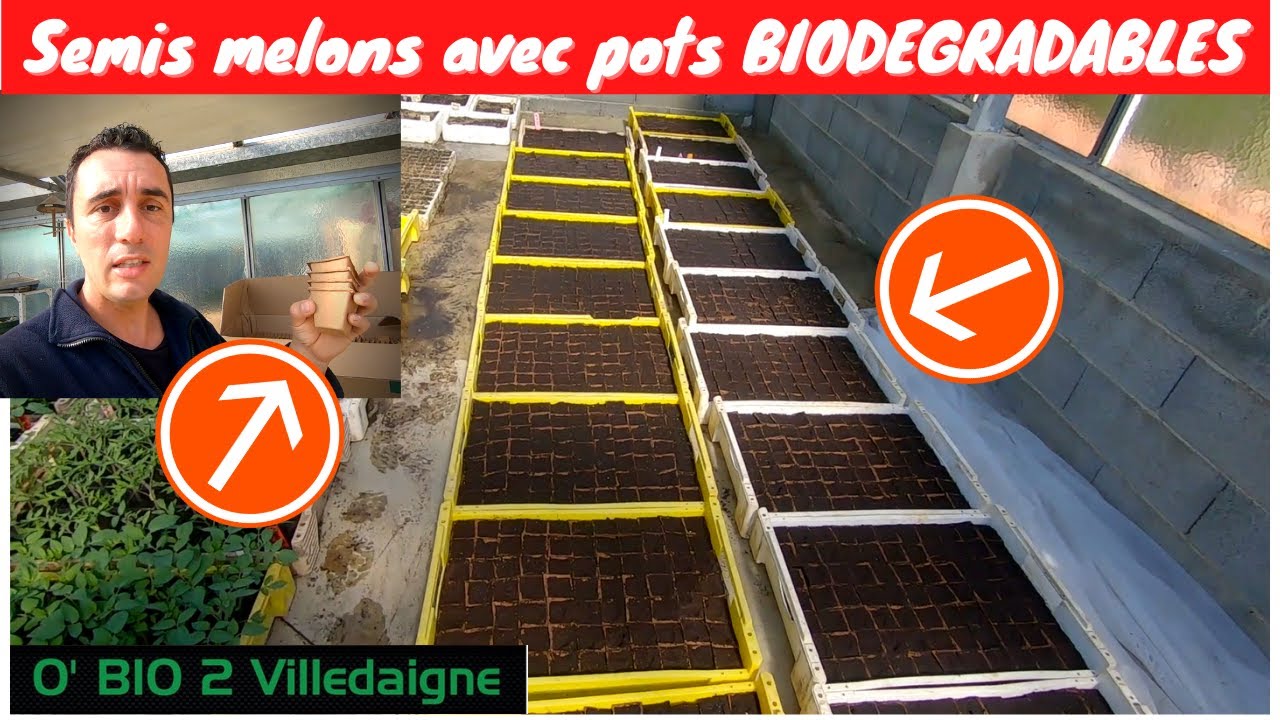 SEMIS 2eme série de melons AVEC des GODETS BIODEGRADABLES