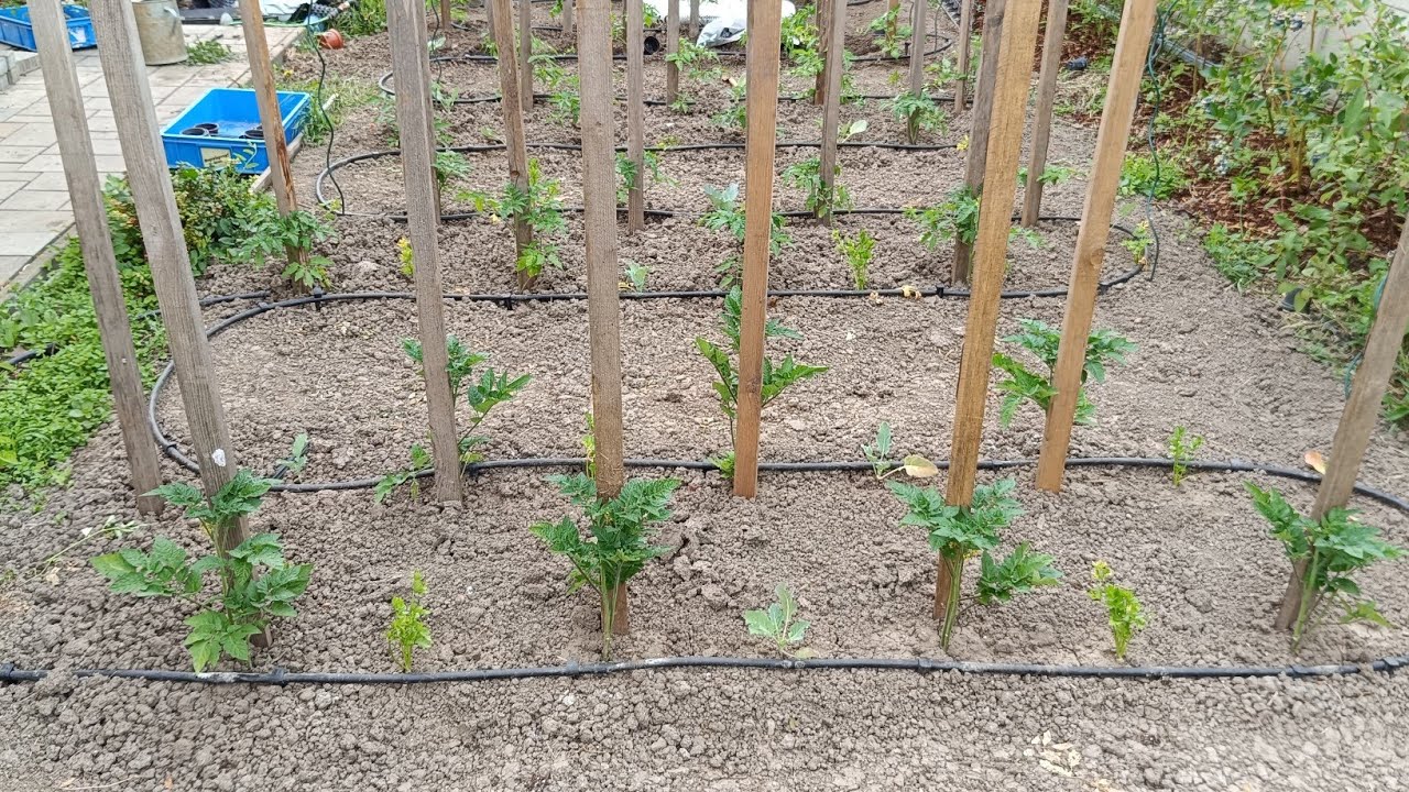 výsadba paradajok, zeleru, kalerábu - hnojenie a kvapková závlaha.