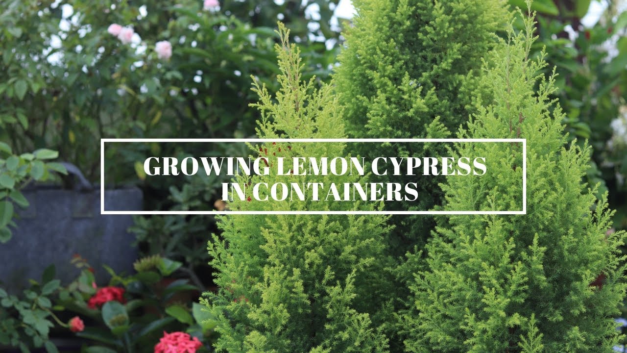 How to grow Lemon cypress in containers/ 'লেমন সাইপ্রাসের' সম্পূর্ণ পরিচর্যা / In love with soil