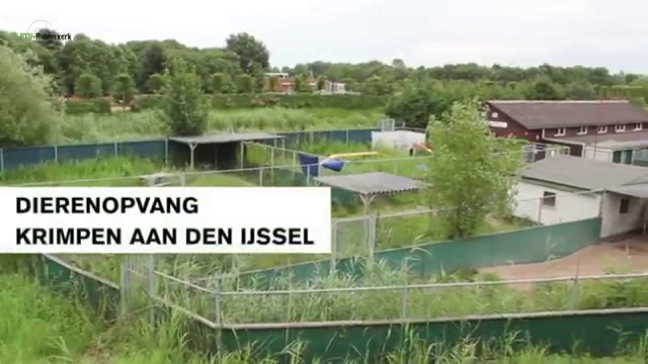 Portret  Dierenbescherming Rijnmond bij RTV-Ridderkerk
