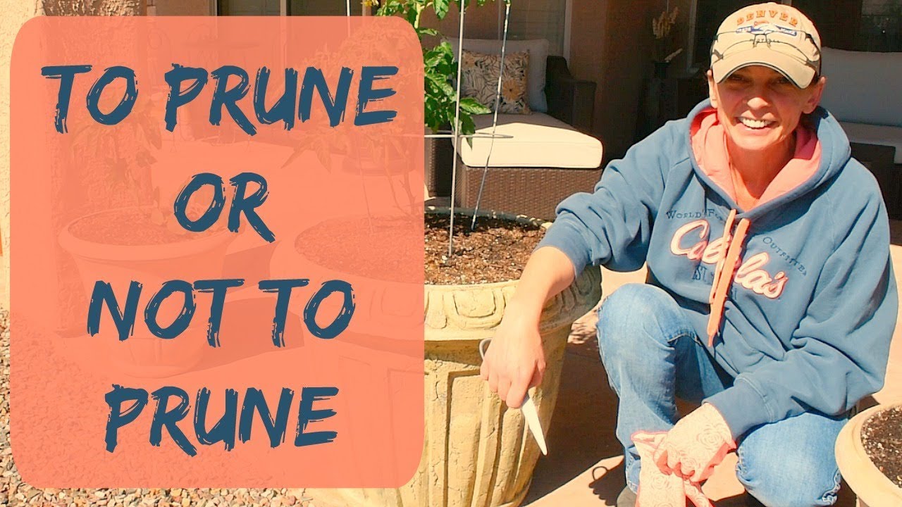 Pruning Tomato Plants - Determinate vs Indeterminate Tomatoes - Do You Need to Prune Tomato Plants