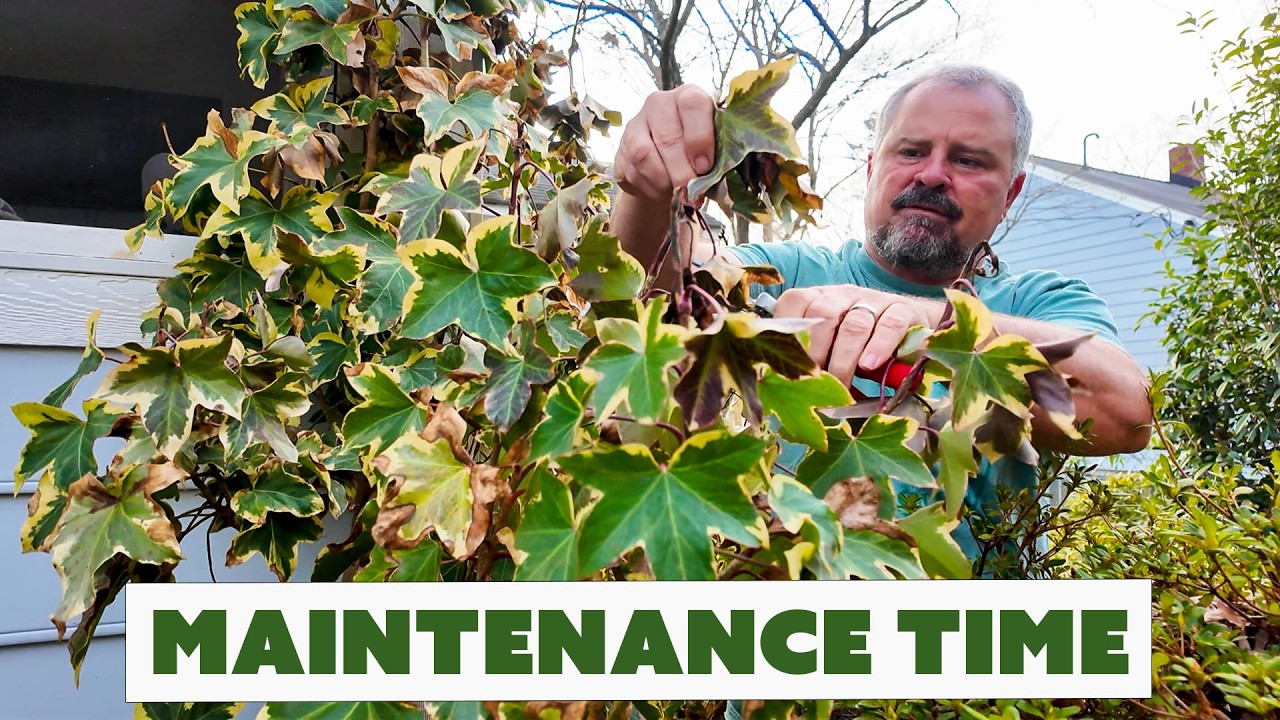 Jim's Weekly Garden Game Plan - Staking Plants, What's in Bloom, Pruning Windmill Palm