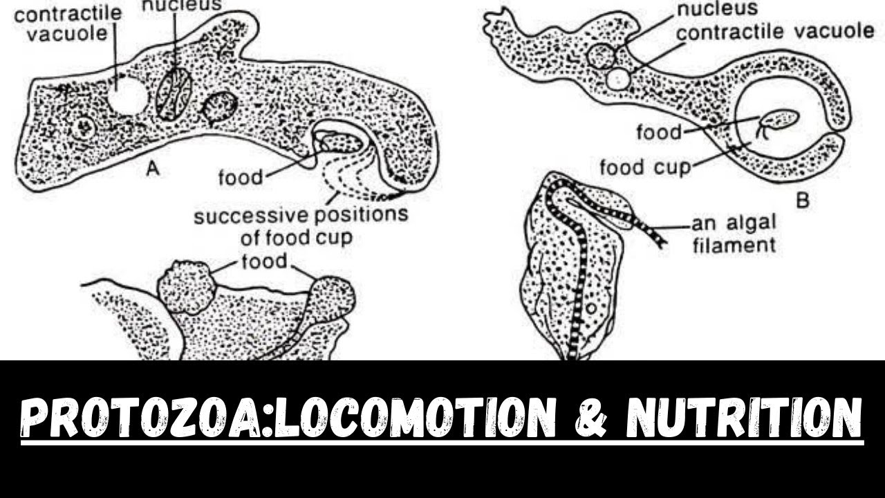 Protozoa: Locomotion And Nutrition||Bsc||Msc||Secondary||
