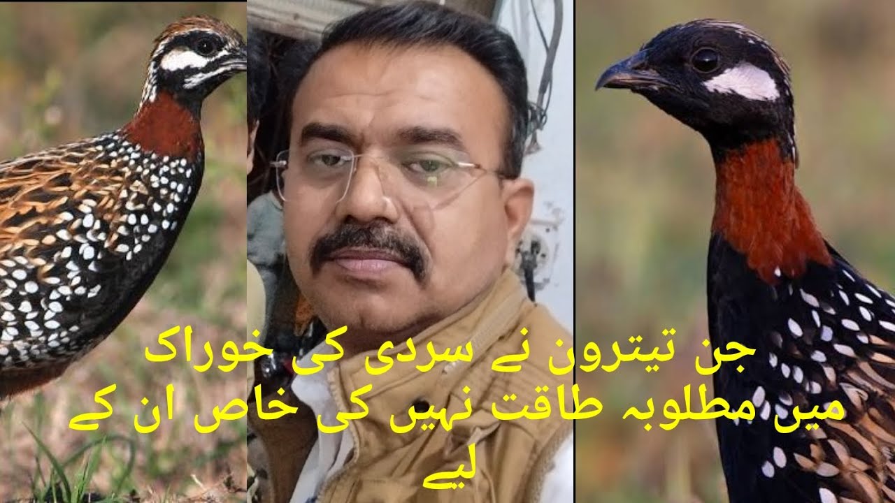 Kala tetar (black francolin )  جو تیتر سردیوں میں کسی وجہ سے مطلوبہ طاقت نہیں کر سکے خاص ان کے لیے 