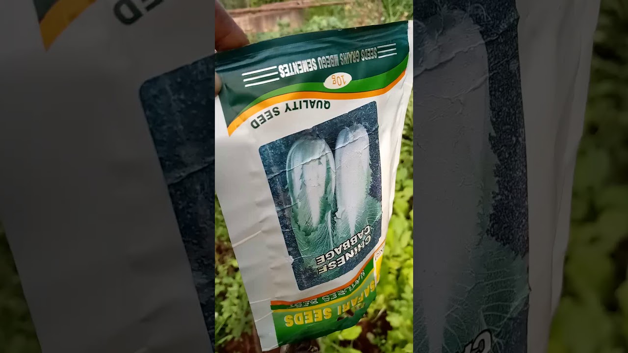 best homegrown Chinese cabbages in Kenya