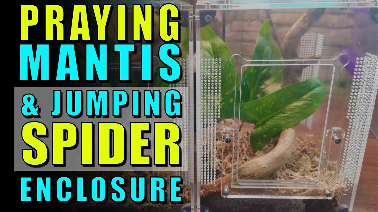 Jumping Spider/Mantis Enclosure - Promantis&trade;