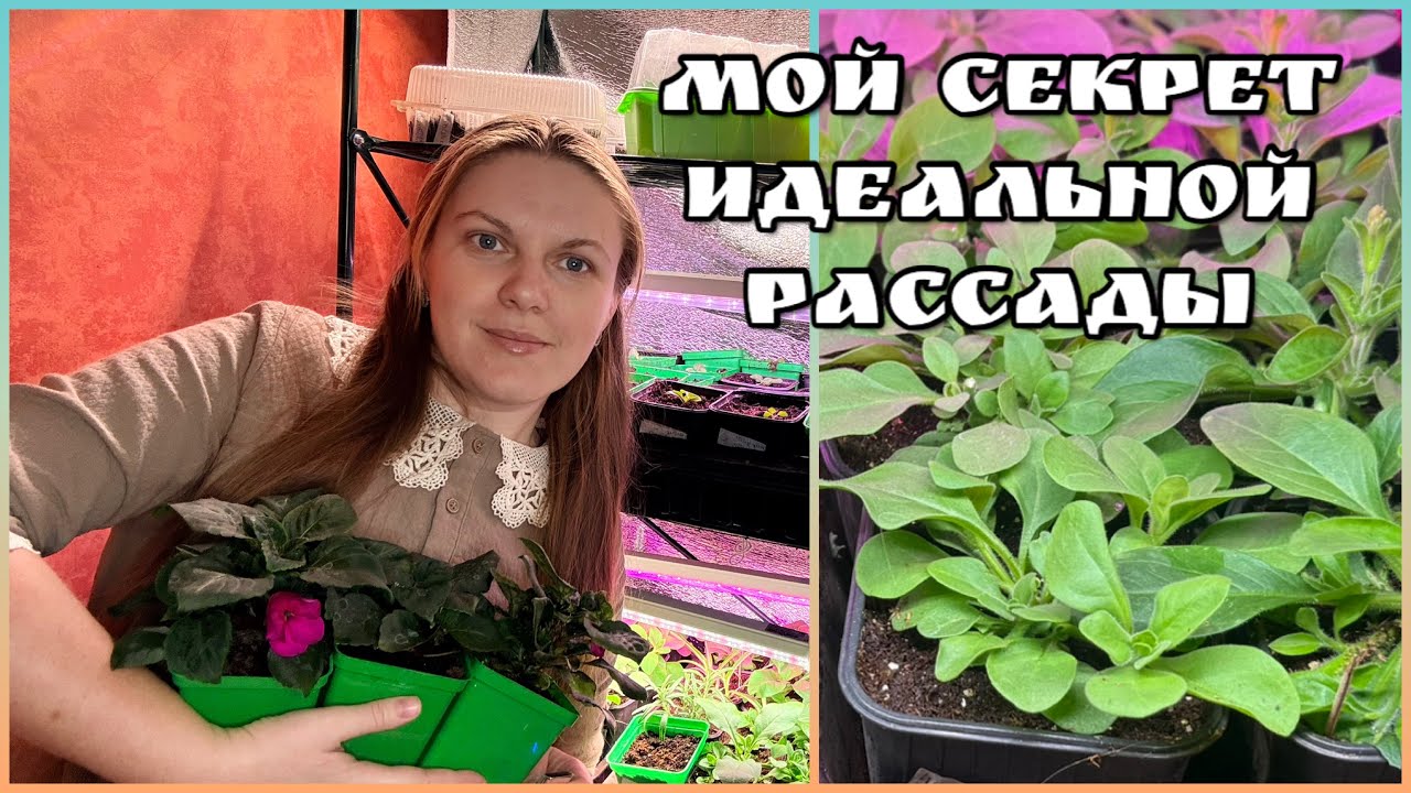 Как вырастить крепкую рассаду петуньи. Рассадный Vlog