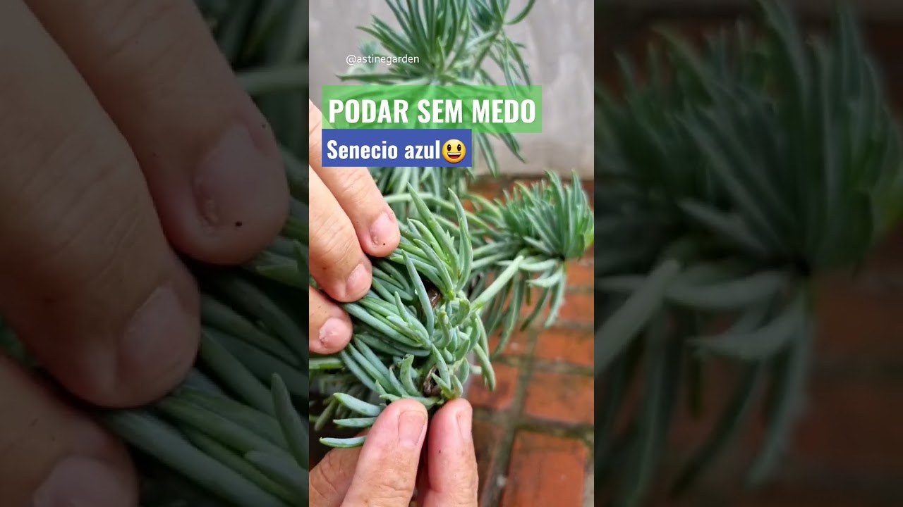 Suculenta Senecio: PODE PODAR SEM MEDO #shorts #suculentas  #
