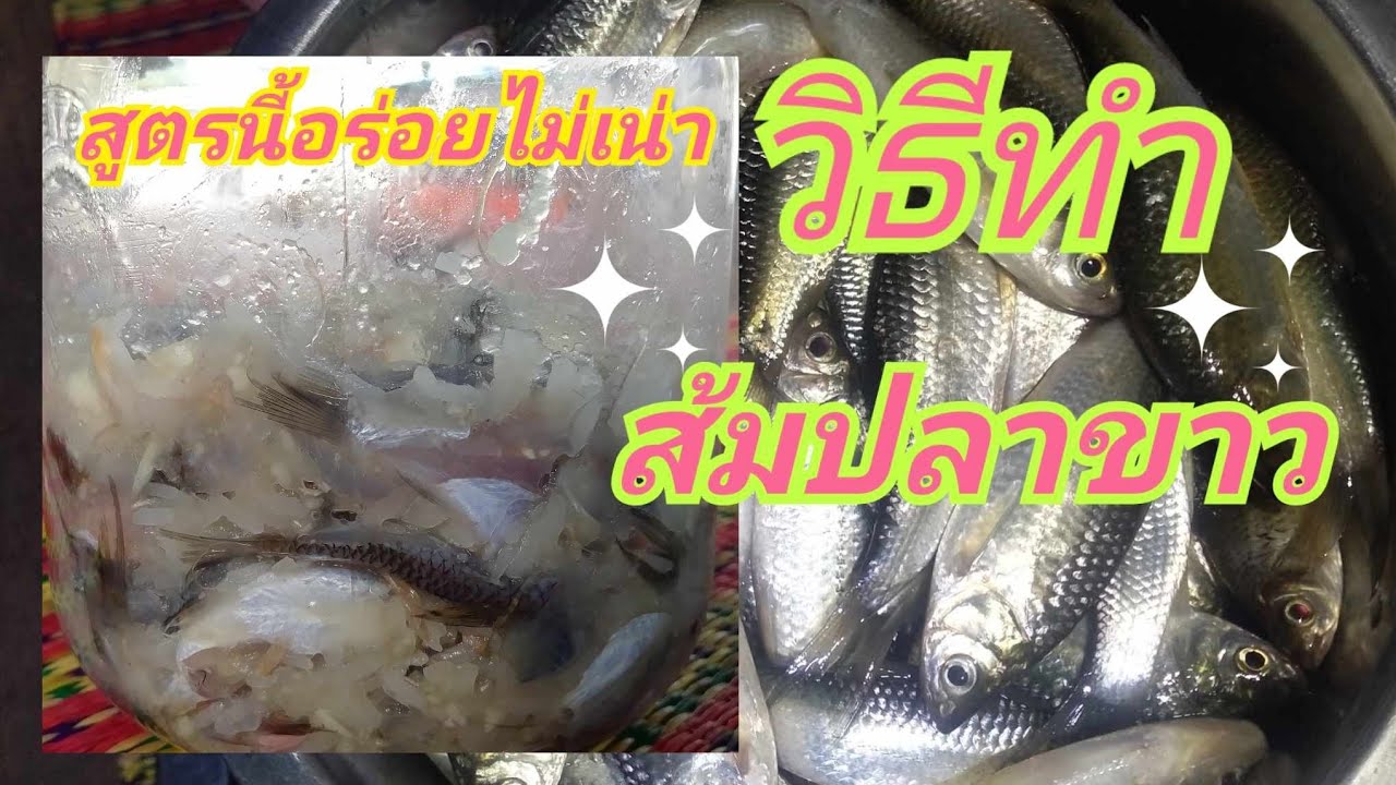 วิธีทำส้มปลา อร่อย ไม่เน่า  #ส้มปลาขาวไม่เน่า  #อิสานบ้านแม่แหม่ม