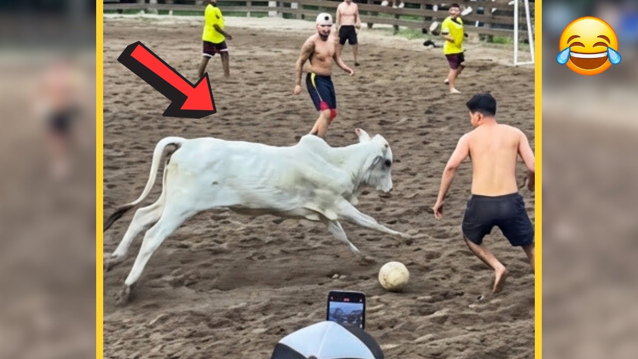 O BRASILEIRO PRECISA SER ESTUDADO, SÓ OS FORTES SOBREVIVEM AQUI.. 😂🤣