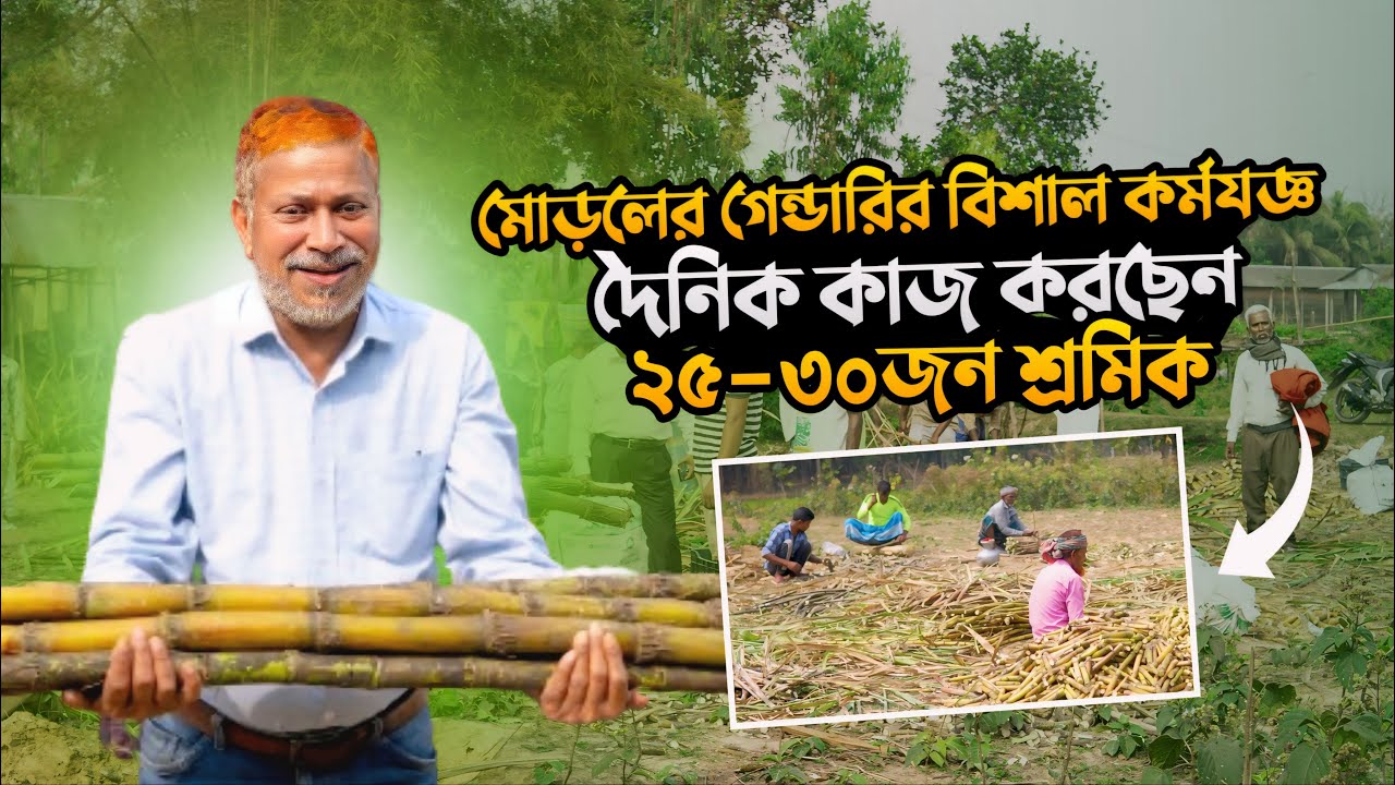মোড়লের গেন্ডারির বিশাল কর্মযজ্ঞে দৈনিক কাজ করছে ২৫-৩০ জন শ্রমিক | আখ চাষ | গেন্ডারি চাষ | gendari