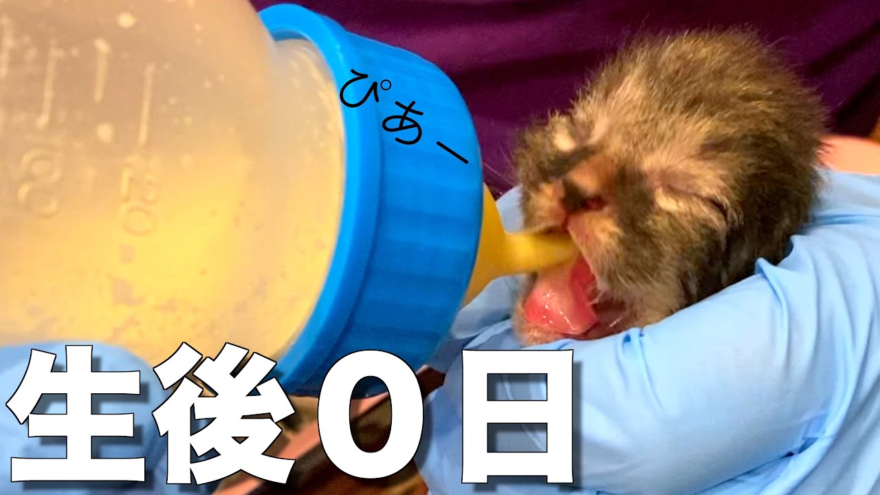 【緊急保護】生後０日…赤ちゃん子猫に哺乳瓶でミルクを飲ませた結果...