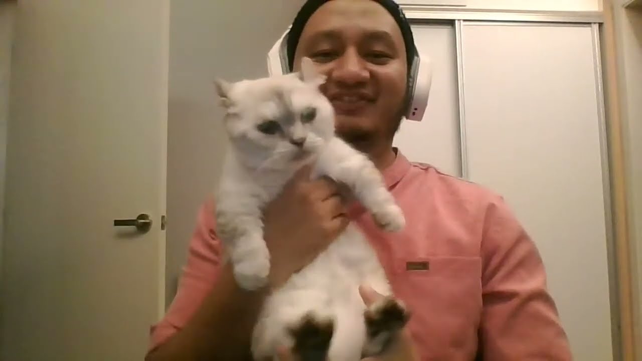 Kucing Kinkalow