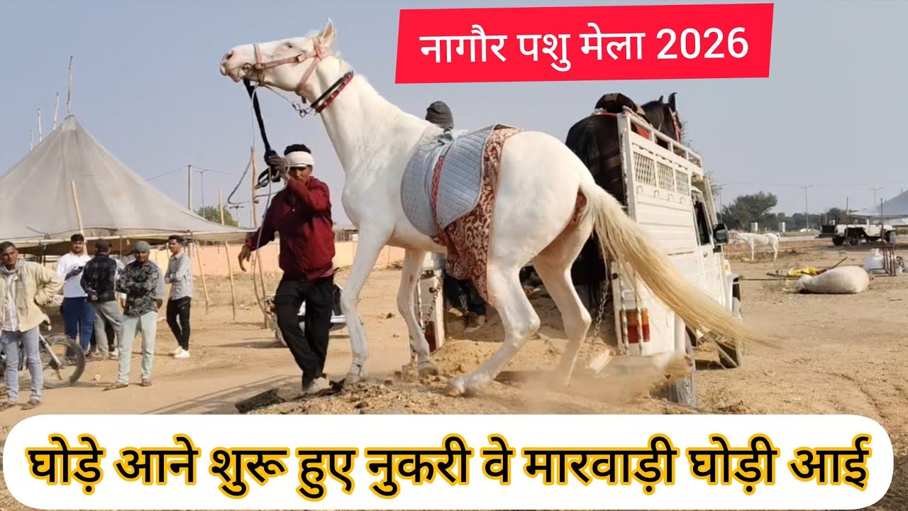 Nagaur pashu mela 2026 || नागौर पशु मेला 2026 || Nagaur Mela 2026 | नागौर मेला 2026 Hours mela 