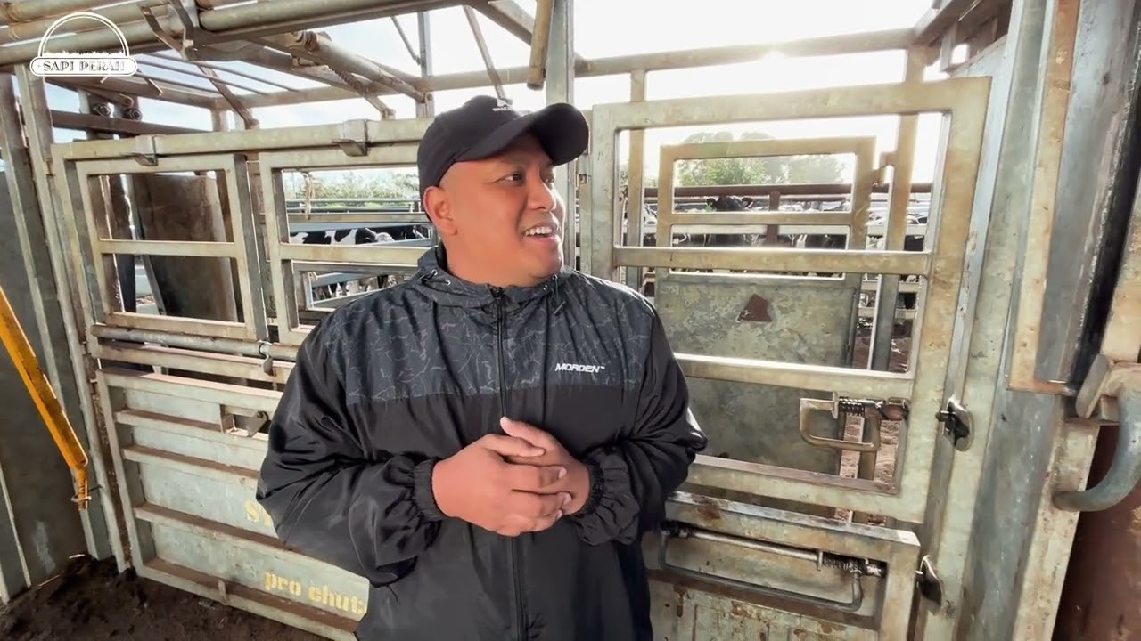 BELI SAPI PERAH DI UJUNG SELATAN BENUA AUSTRALIA 🐄