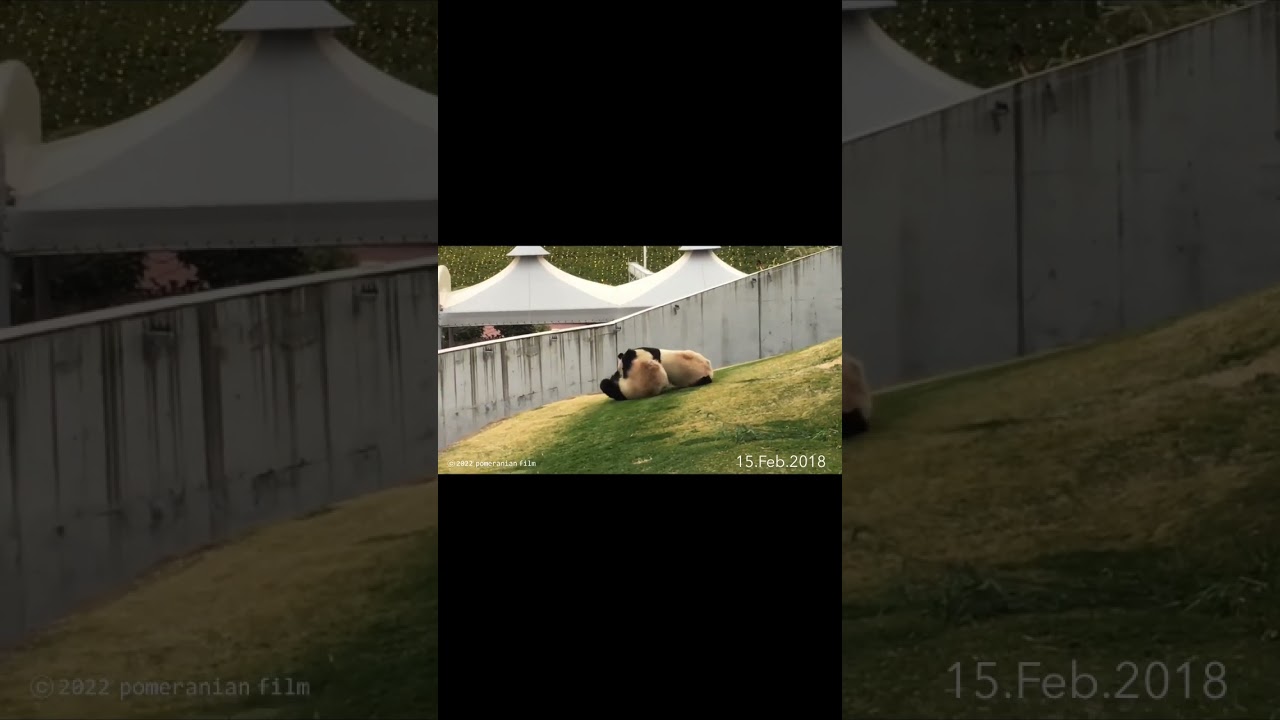 双子プロレス #桜浜 #桃浜 #ouhin #touhin #yingbang #taobang #giantpandas #大熊猫 #chengdupandabase #shorts