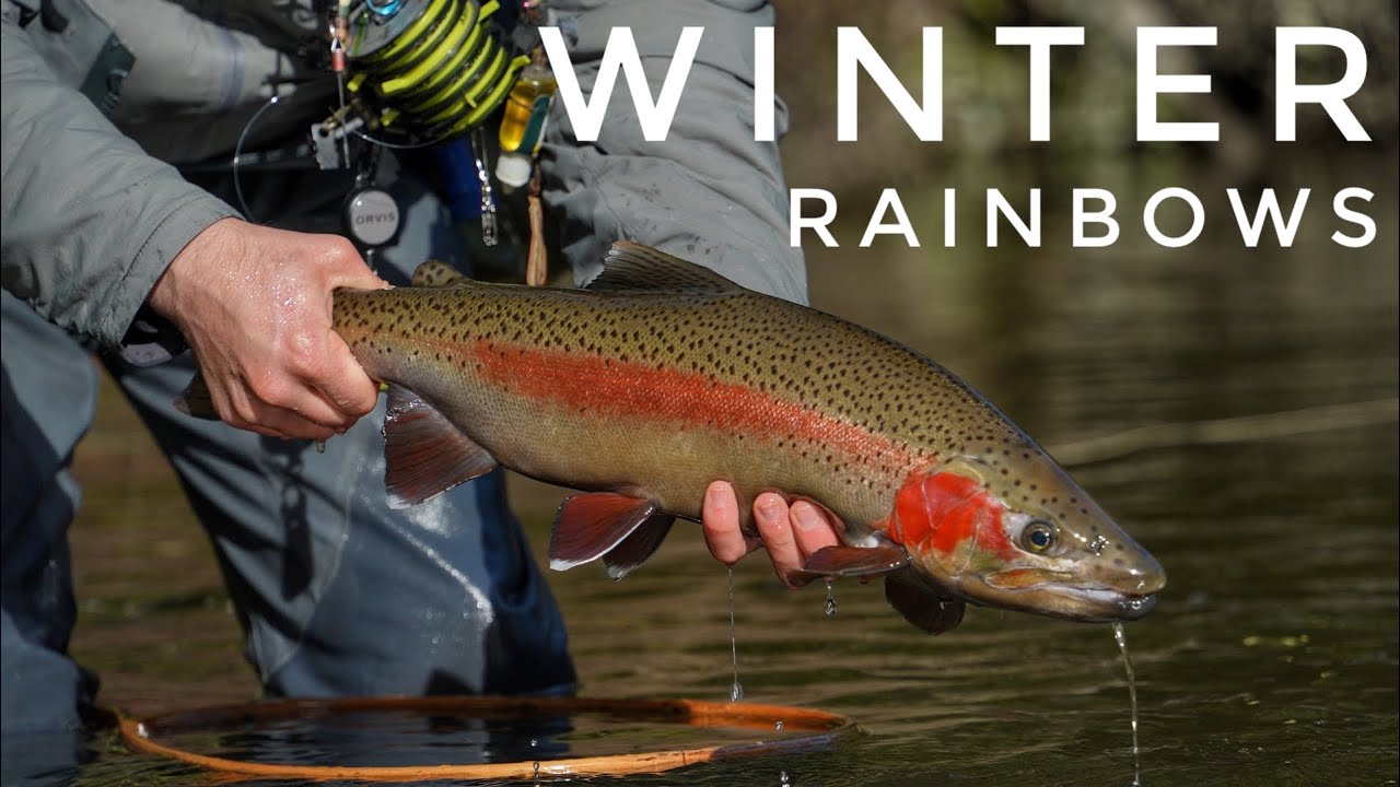 Fly Fishing New Zealand’s Winter Trout rivers