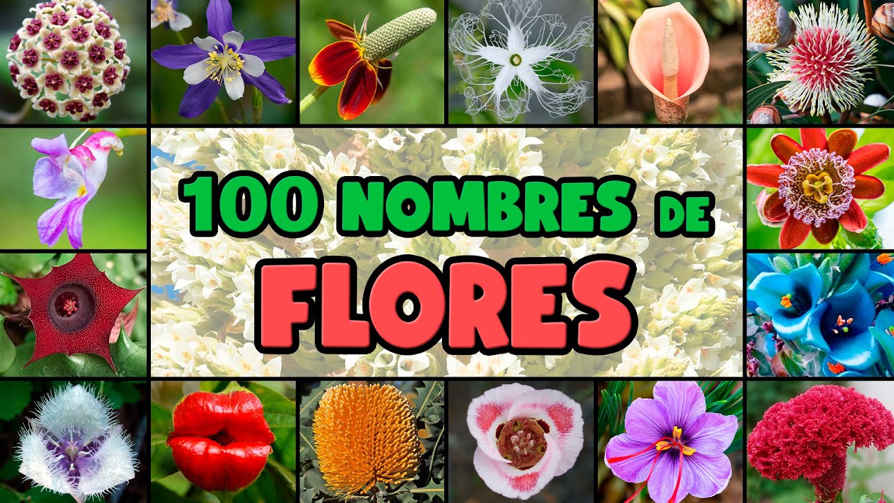 Lista de 100 FLORES muy BELLAS Y COLORIDAS