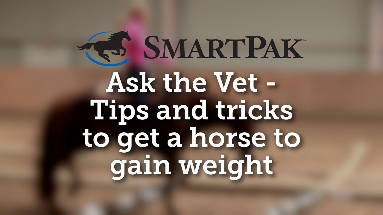 Ask the Vet - Tips and tricks to get a horse to gain weight