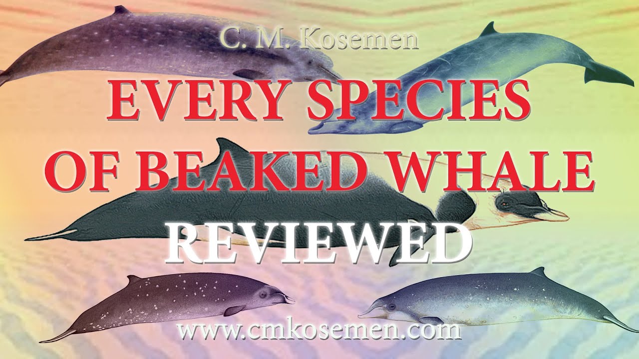 Beaked Whale Special: Reviewing EVERY Known Species!