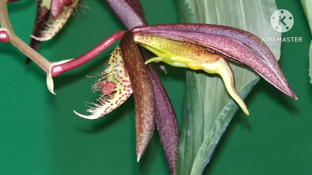 Орхидеи зимой