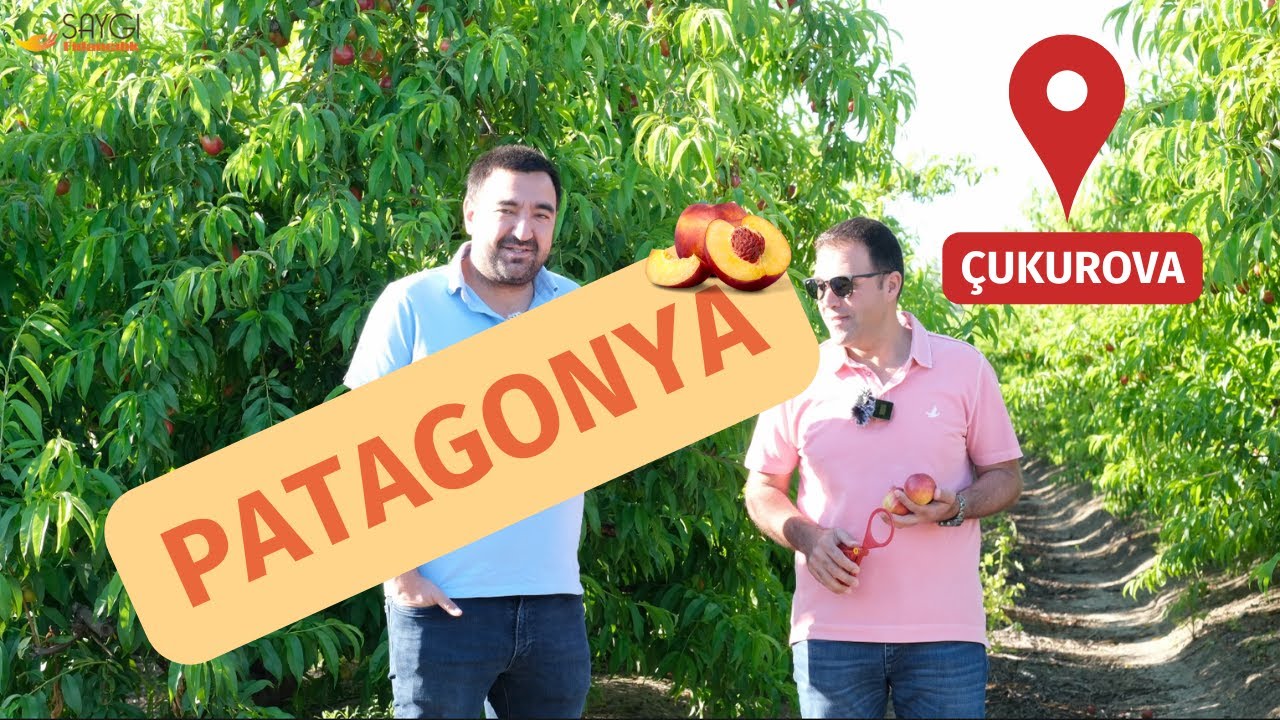 2023 YILININ İLK AÇIK ALAN HASATINDA PATAGONYA ÇEŞİDİ NEKTARİN HASATINDAYIZ