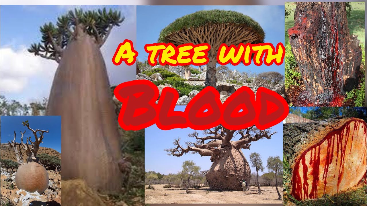 Socotra Island trees