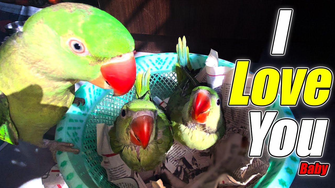🥰 WOW 🥰 Tutu caring for the Babies || Tutu's Vlog #46