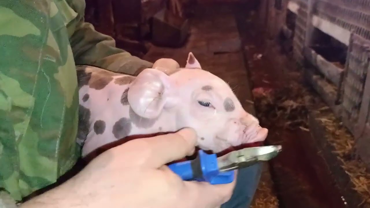 #pig  Первый весенний опорос.Белый пьетрен?Первичная обработка поросят. #свиноматка #