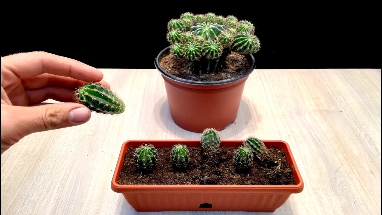 How to grow Baby Cactus very easy