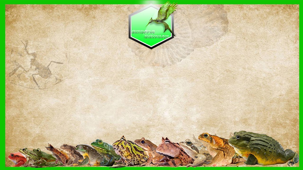 Frog Size Comparison [LIVING EXTINCT]