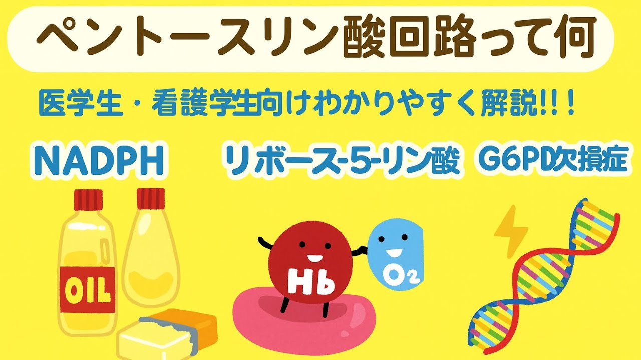 医学生必見！ペントースリン酸回路（PPP）を理解する｜G6PD欠損症までまとめて解説