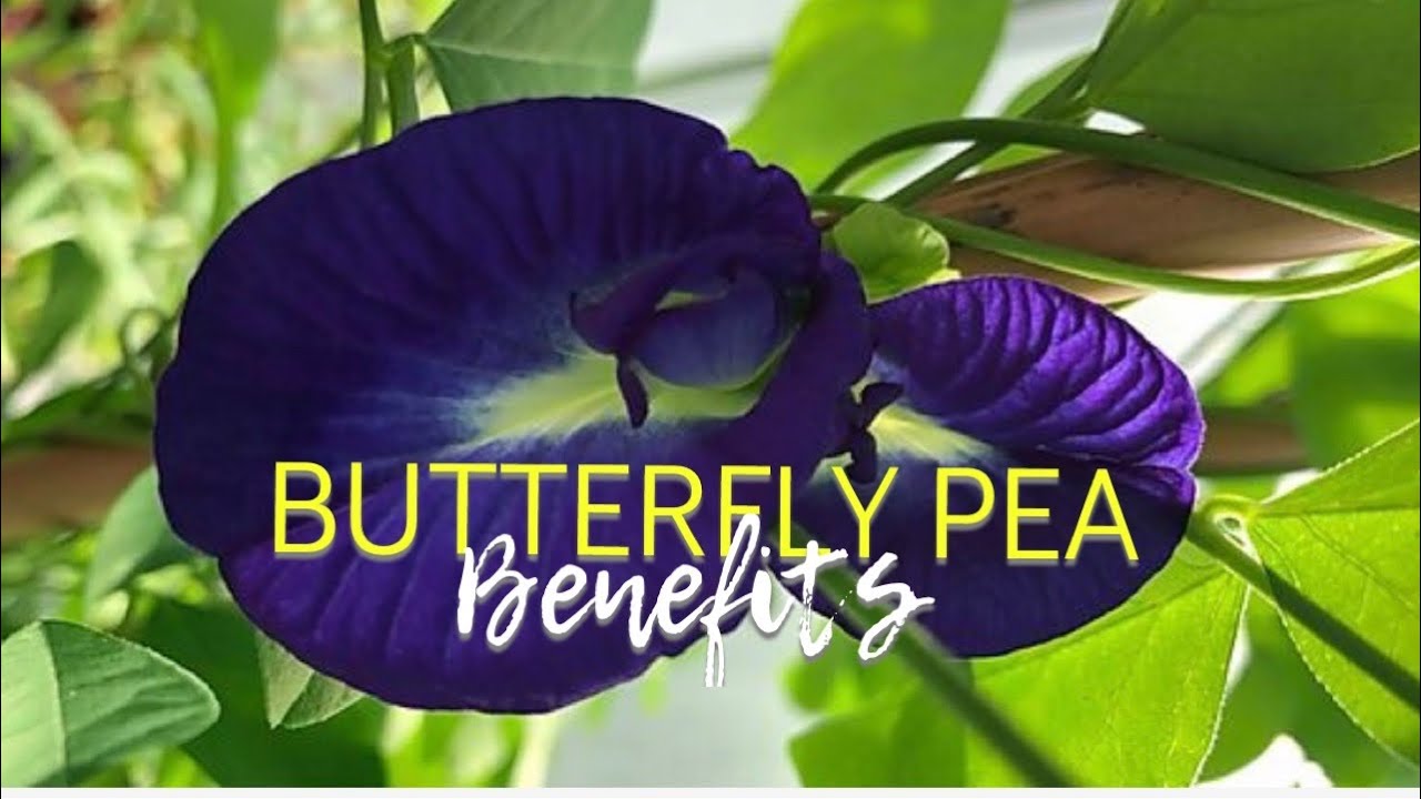 BUTTERFLY PEA BENEFITS | HealthCare Tips