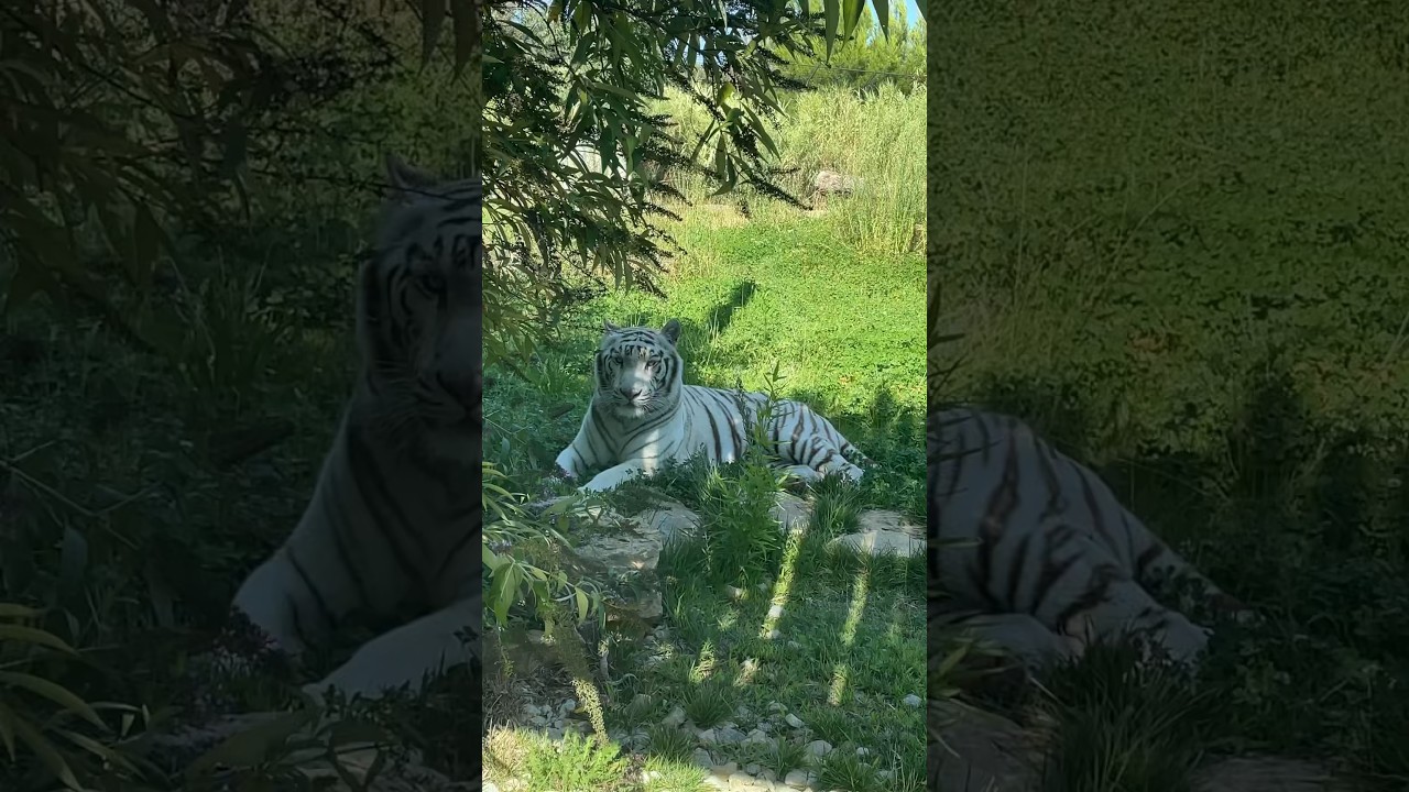 White tiger at the Barben Zoo France | Белый тигр в Зоопарке Барбен Франция | Tigre blanc Barben