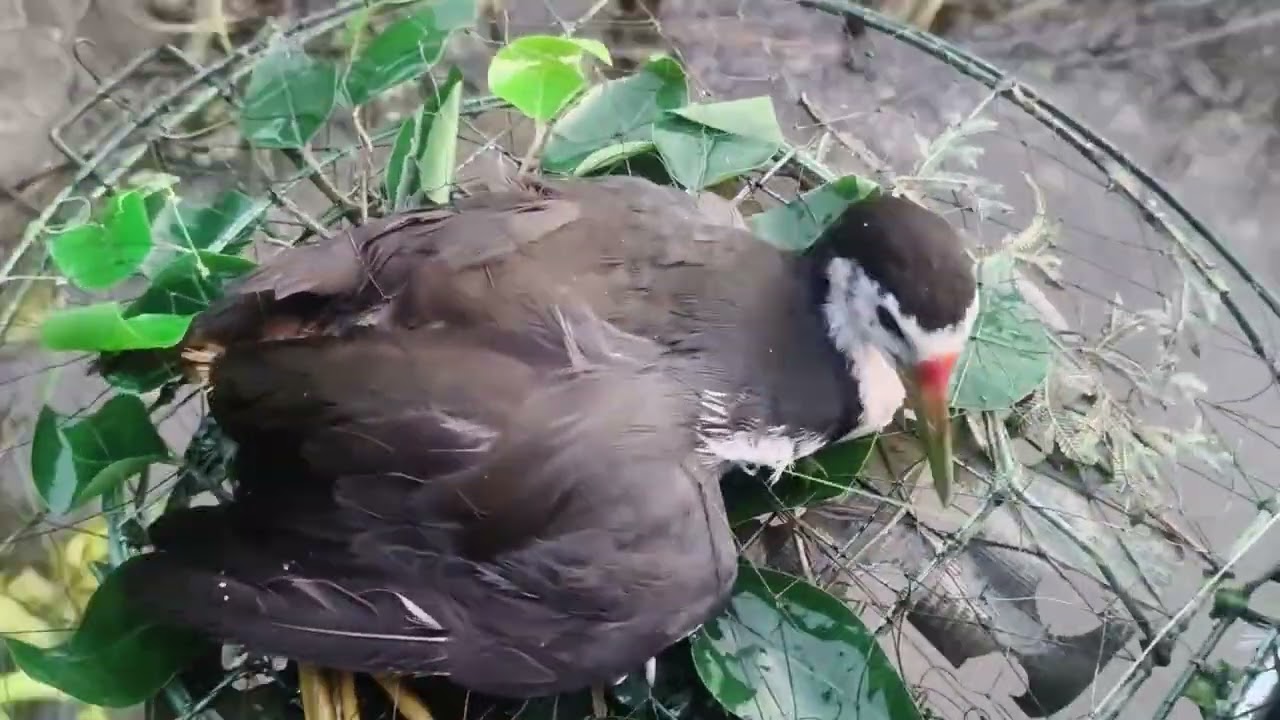 Bẫy Quốc Cà Mau 