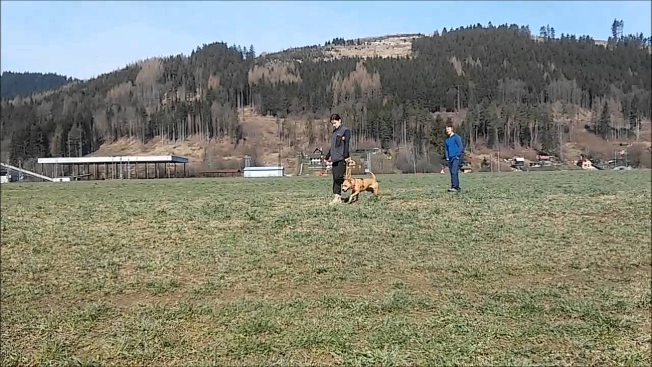 L-dog - v&yacute;cvik psov - tr&eacute;ning BH - Kira
