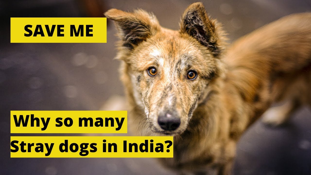 Why INDIA has so many stray Dogs?
