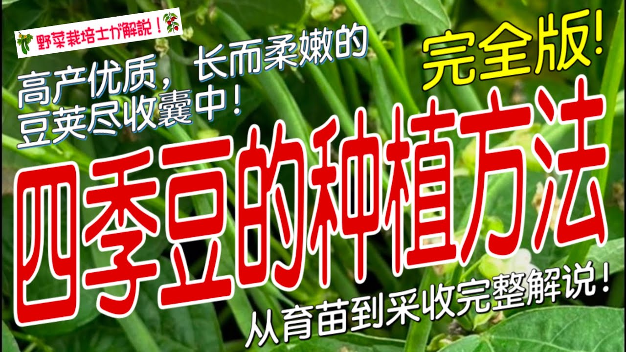 《四季豆的种植方法》 想让四季豆（芸豆）产量高、豆荚不发硬？掌握从播种到采收的种植全流程！