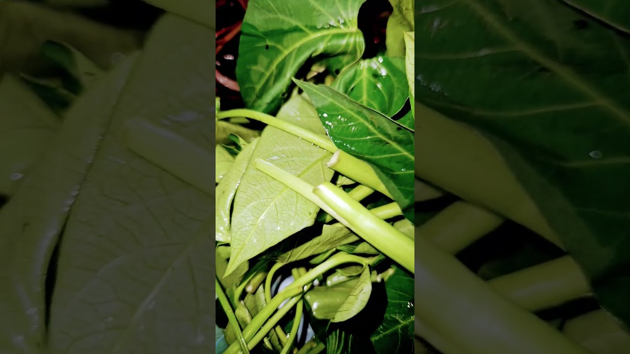 Vegetable called as kangkong 