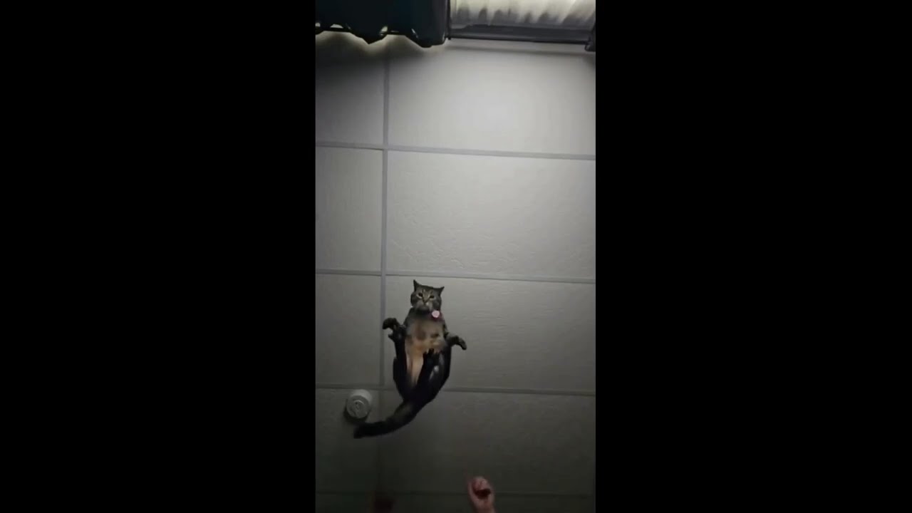 Приколы с котами! С ОЗВУЧКОЙ! САМЫЕ смешные ЖИВОТНЫЕ! Смешные коты 2026! РЖАКА!!