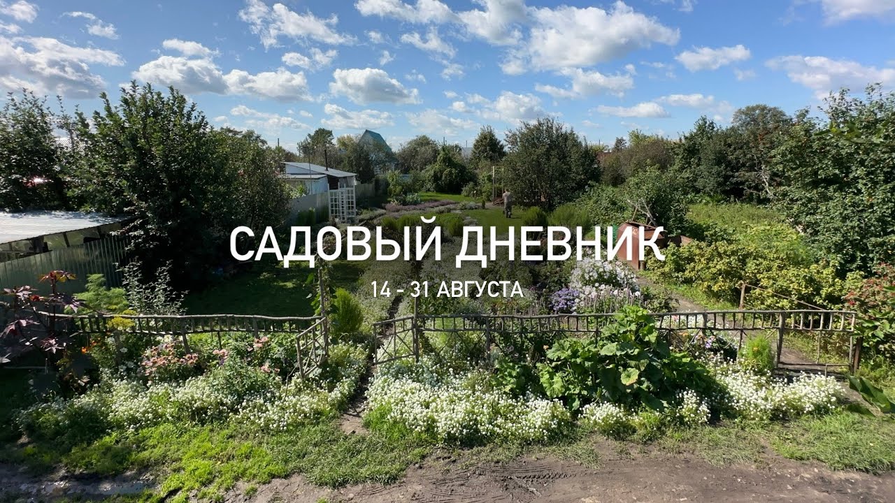 ИСТОРИЯ МОЕГО САДА #14 Садовый дневник 14-31 августа. Расстроили соседи , вырубили вишню