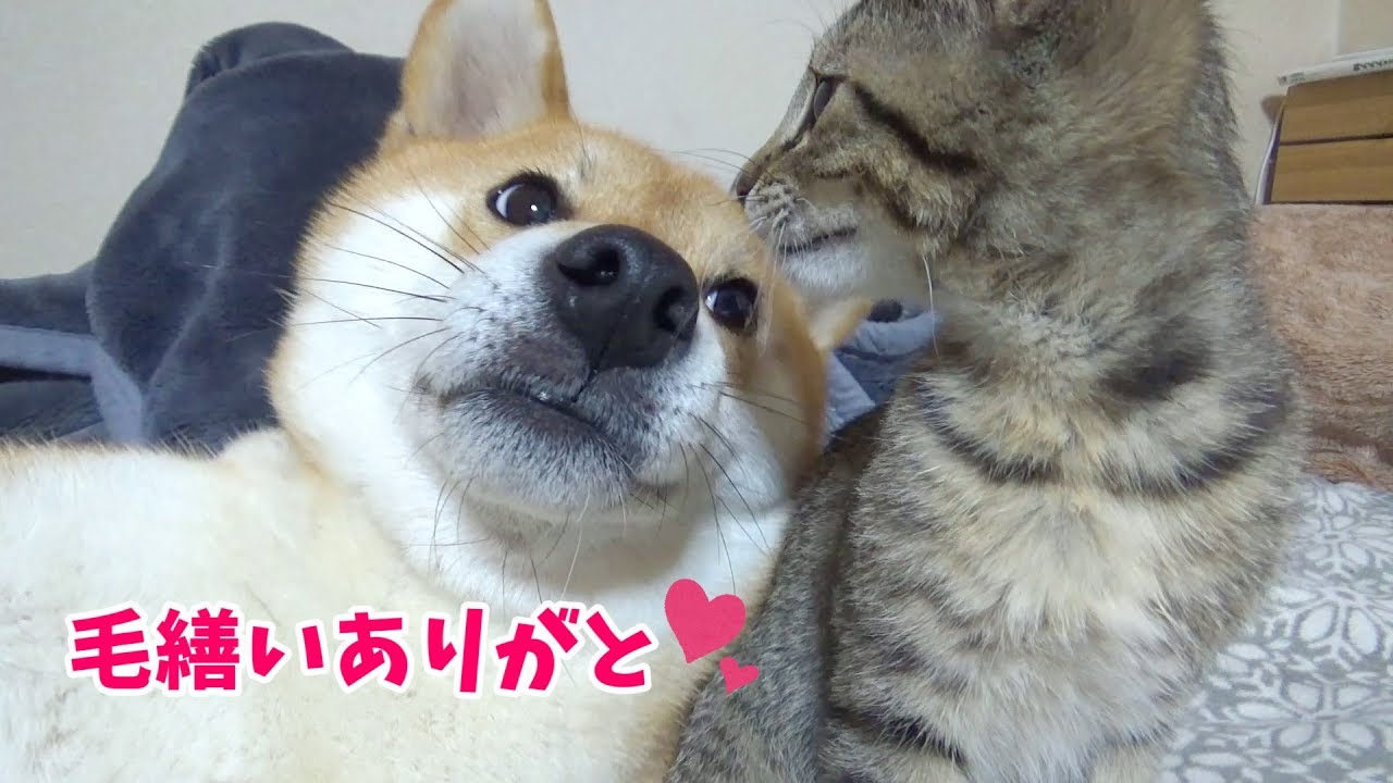 柴犬の毛づくろいを一生懸命する子猫🐾面積が広すぎて大変そう！--Kitten to the grooming of Shiba Inu---