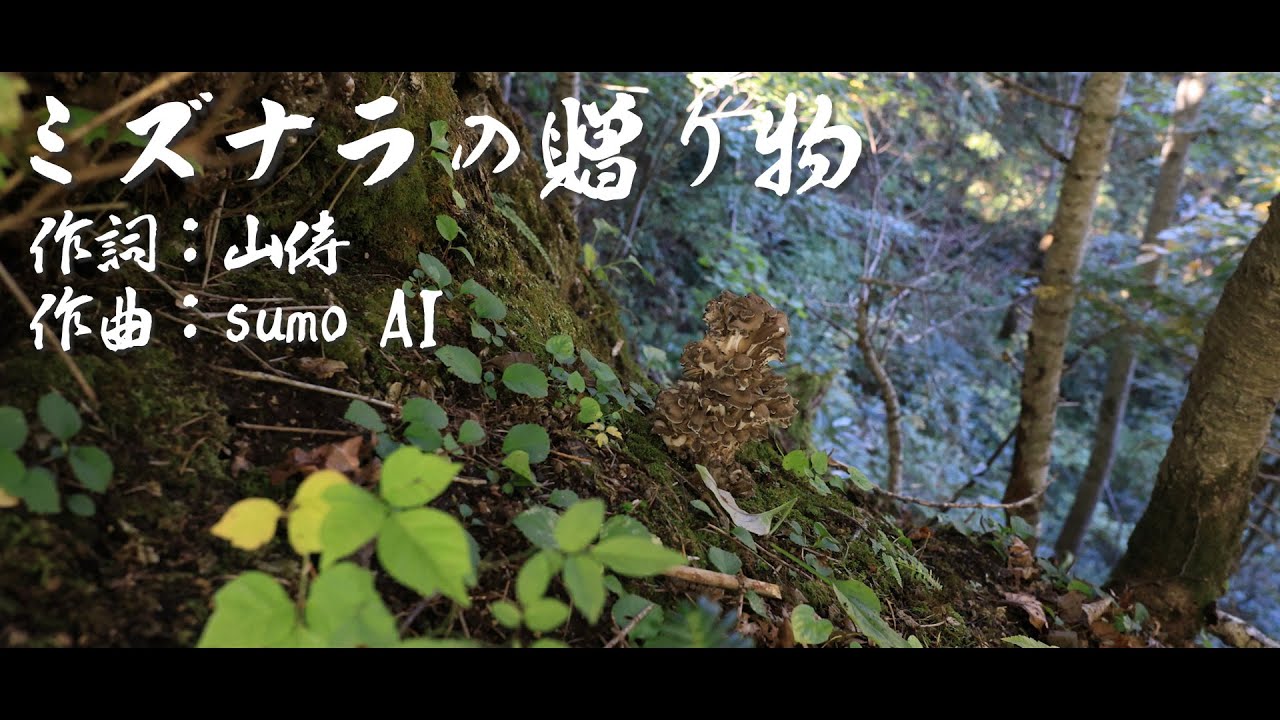 『ミズナラの贈り物』Music Video 【山侍どうでしょう公式ソング】