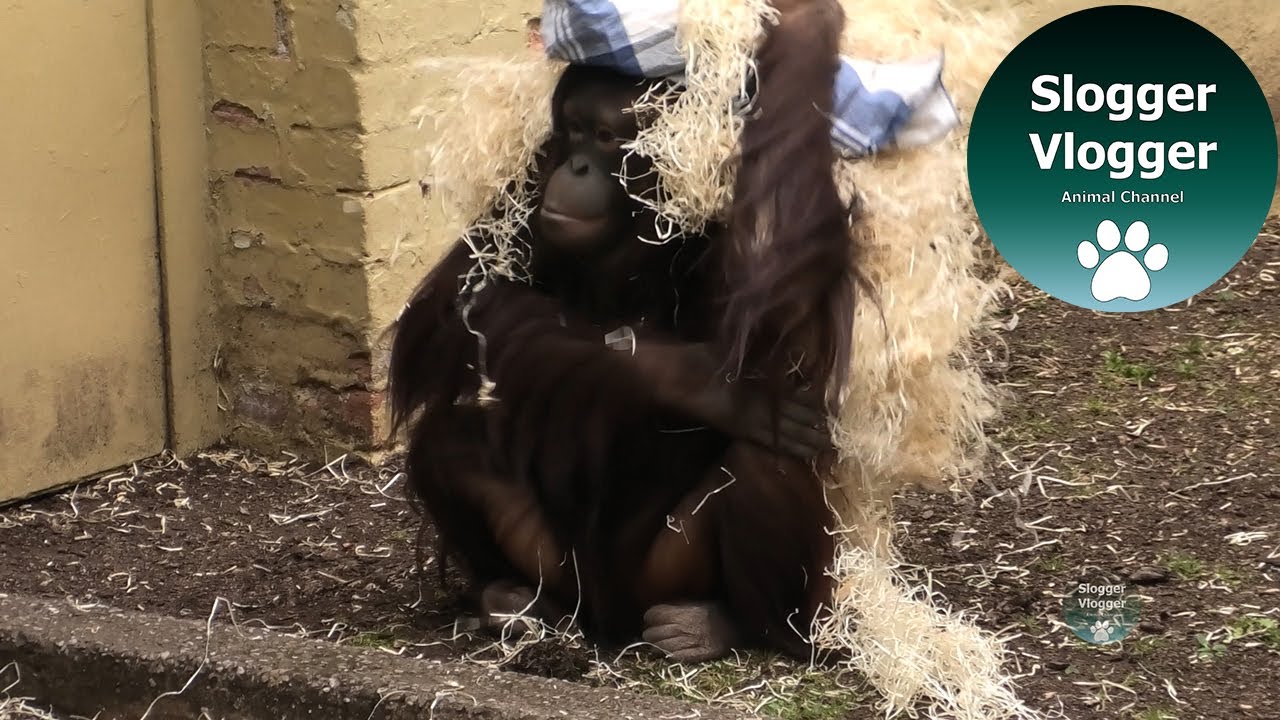 Orangutan Youngster Watching Mum Build A Tent
