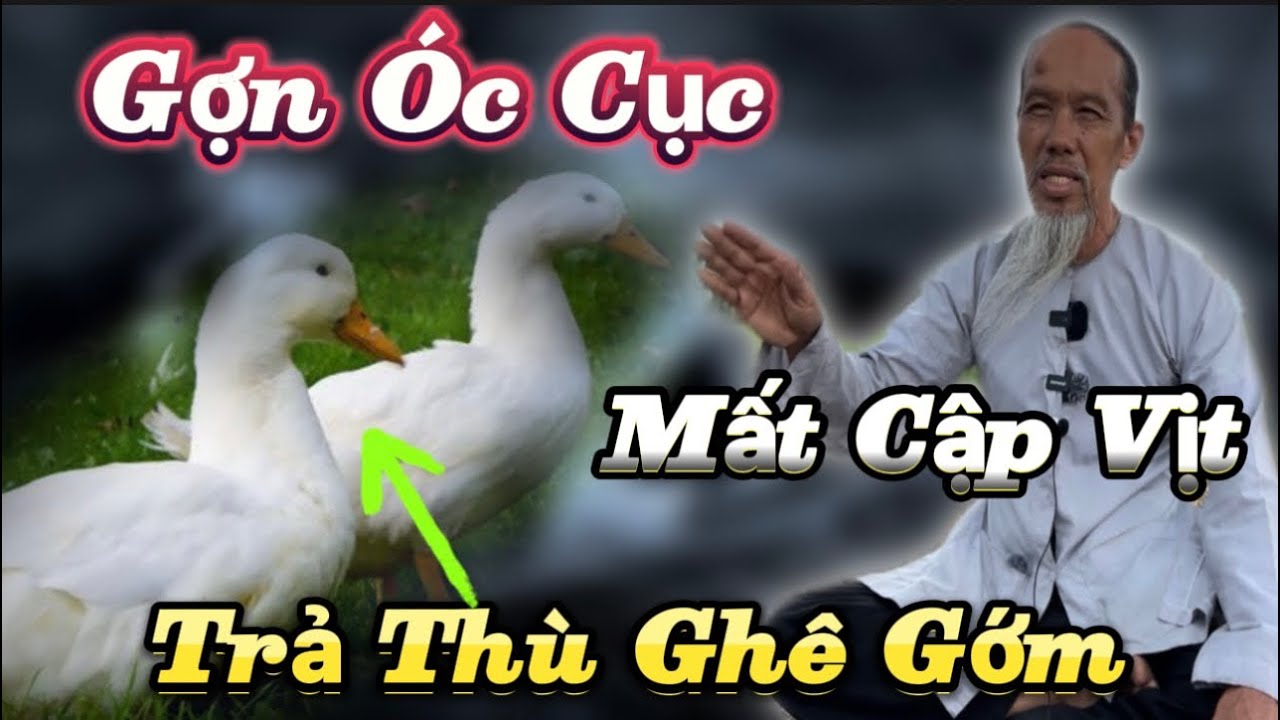 Ớn &Oacute;c Cục Mất Cập Vịt🛑🛑 Trả Th&ugrave; Gh&ecirc; Gớm