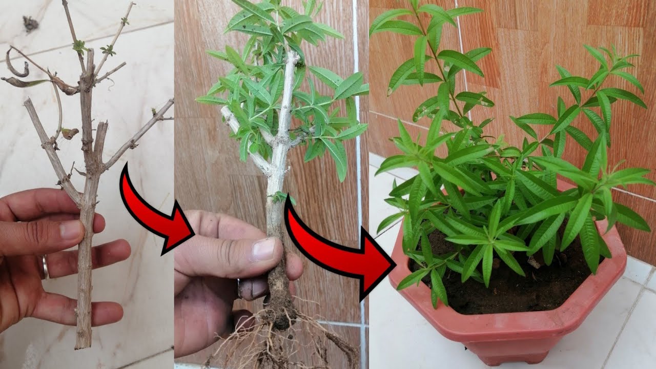 أفضل طريقة  غرس اللويزة ( تيزانة)