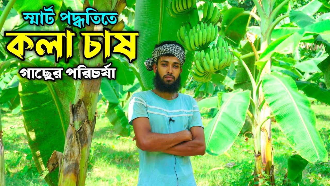 স্মার্ট পদ্ধতিতে কলা চাষ পদ্ধতি | কলা গাছের পরিচর্যা | Banana Tree Care