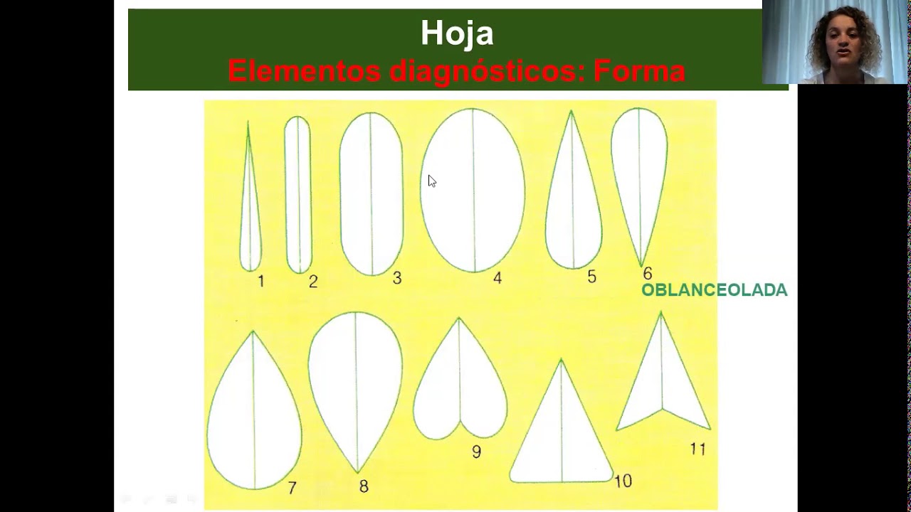 Teórico 3: Planta adulta-Hoja