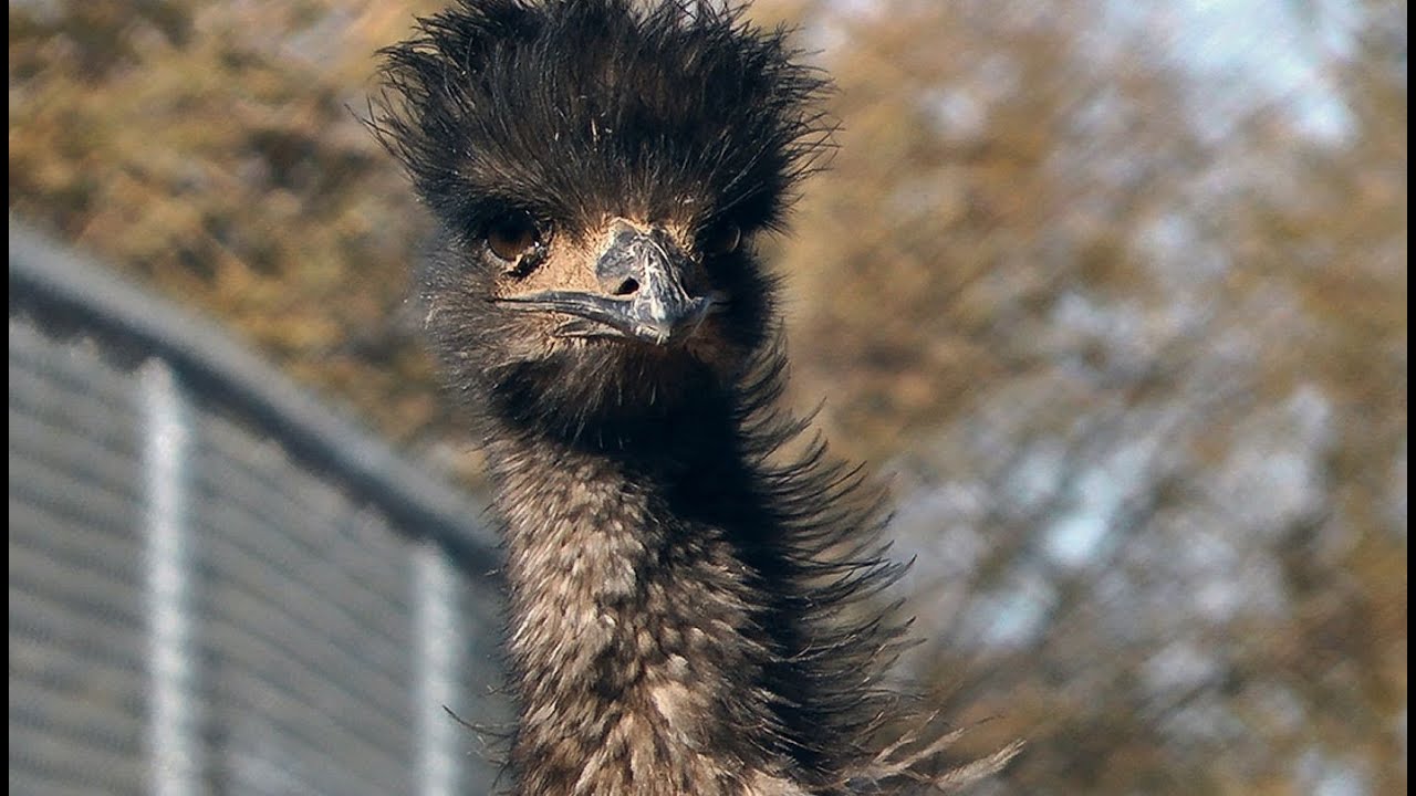 My pet Emu & Ostrich on a warm peaceful day