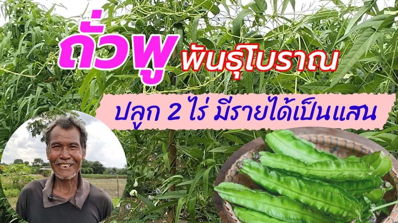 ถั่วพู พันธุ์โบราณ ปลูก 2 ไร่ มีรายได้เป็นแสน